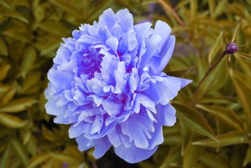 花木缘