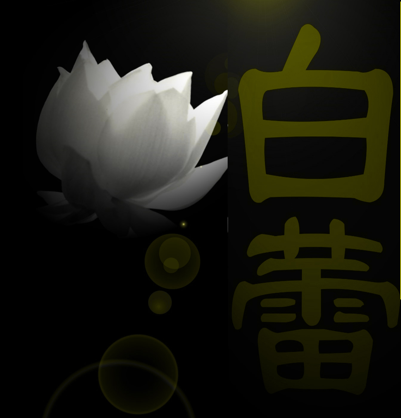 白蕾