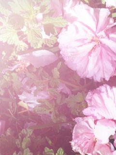 四月芳菲尽