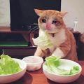 菜菜猫