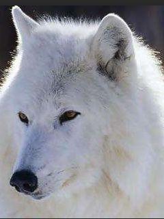 个人门户--纵横中文网