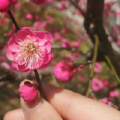 月漠