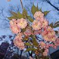 碧芜