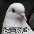 是猫咪呀