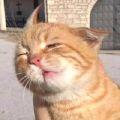 爱晒太阳的猫