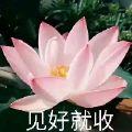 四菁