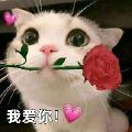 塔花树