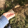 沙秋