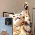 猫猫教总教头