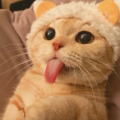 盐水菠萝
