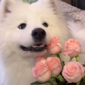 梨花喵