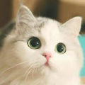 佟心佟心