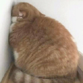 戈一