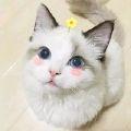 糖拌番茄
