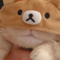 打瞌睡的猫