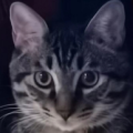 肥狸