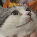 心上秋