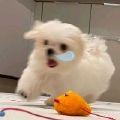云朵小白