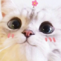 云不咕