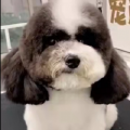 嘟嘟不是狗