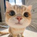 猫小咪爱看王林