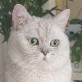 豆包是只猫