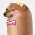 狗肠