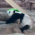 鹿得鱼