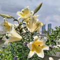 绣球花开