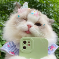 小鸽子