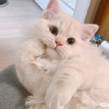 暗香兔子