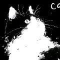 十六斤的猫