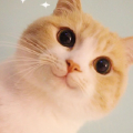 桃夭灼灼