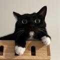黑白相间的猫