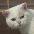 白猫爱吃黑猫