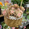 锦上有喜