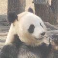 章鱼屁屁