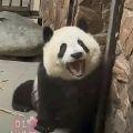 灵羽