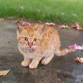 月与羲