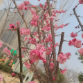 苏小白