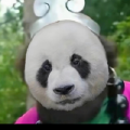 茉梨头