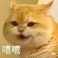 一个菜卷