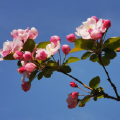 似锦繁花