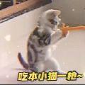 猫猫爱吃三文鱼