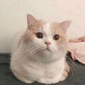柚子猹