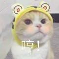猫滚滚